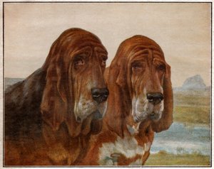 Hunde von Saint Hubert oder Bloodhound