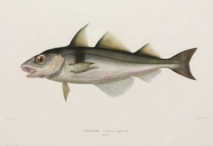 Schellfisch, Island, frühes 19. Jahrhundert von John Pardon