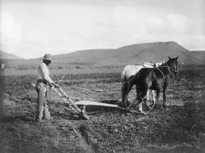 Indianer pflügt sein Land, Sacaton Indianerreservat, Arizona, ca. 1909