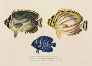 Gepanzerter und verzierter Falterfisch und Kaiserfisch, Südpazifik von John Pardon
