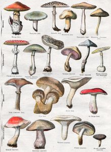 Pilze