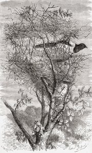 Nest der Elster