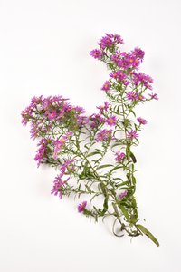 Rosa Blumen der Michaelmas-Gänseblümchen, Aster amellus