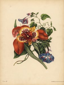 Die mexikanische Tigerblume, Tigridia pavonia, Veränderung; Die blaue Winde, Nacht von John Pardon