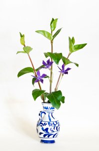 Drei Stängel des Großen Immergrüns (Vinca major) blühend in einer Vase von . .