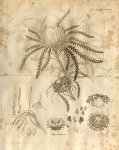 Tafel 3 aus Band 10 der Transactions of the Linnean Society of London, veröffentlicht 1811. Die dargestellte Pflanze ist Dryandra formosa (jetzt Banksia formosa)