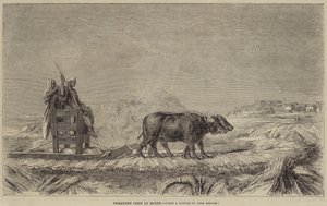 Kornstampfen in Ägypten