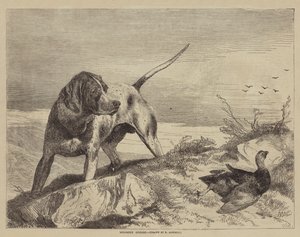 Verwundetes Moorhuhn von after Richard Ansdell