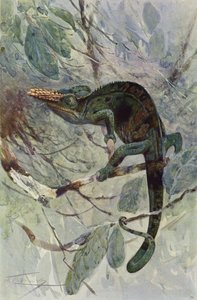 Afrikanisches Chamäleon von after Wilhelm Kuhnert