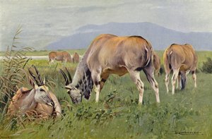 Eland von after Wilhelm Kuhnert