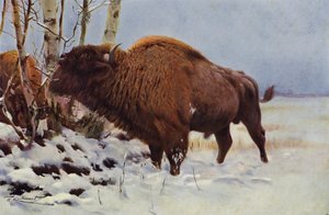 Europäischer Bison