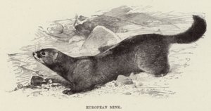 Europäischer Nerz von after Wilhelm Kuhnert