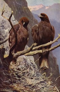 Steinadler von after Wilhelm Kuhnert