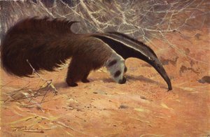 Großer Ameisenbär