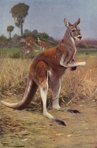 Rotes Känguru