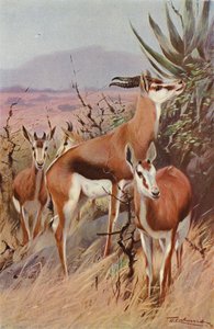 Springbock von after Wilhelm Kuhnert