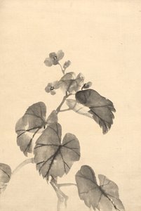 Blühender Begonienzweig von attributed to Kono Bairei