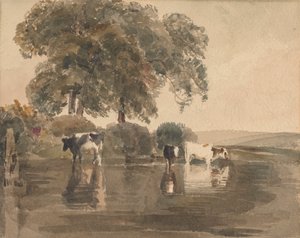 Kühe in einem Teich