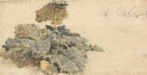 Studie von Kletten