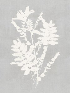 Botanische Silhouettenstudie von cartissi