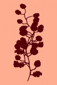 Pfirsichfarbene botanische Silhouette von cartissi