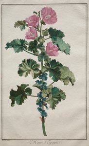 Recueil de vingtquatre plantes et fleurs: Malve, nach 1772