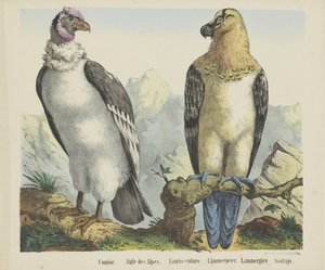 Kondor / Alpenadler / Lämmergeier von firma Joseph Scholz
