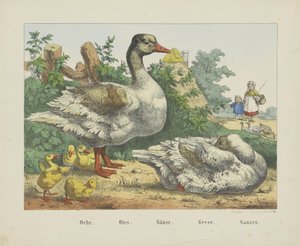 Gänse von firma Joseph Scholz