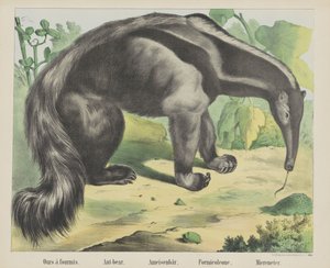 Ameisenbär (Titel auf Objekt)