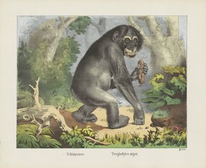 Schimpanse. / Troglodytes niger (Titel auf dem Objekt) von firma Joseph Scholz