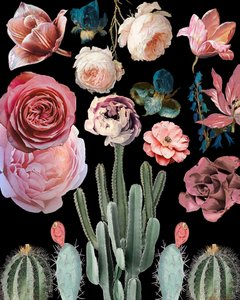 Kakteenblüten Botanisch