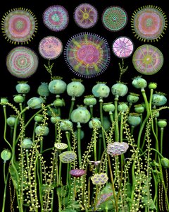 Mohnkapseln und Mandalas