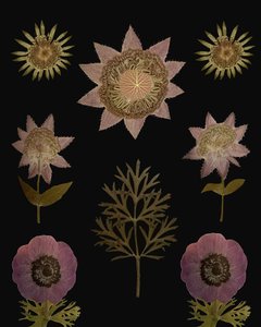 Vintage Gepresste Botanicals