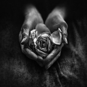 Verwelkte Rose in alten Händen