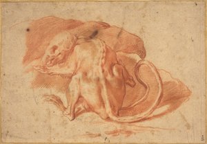 Ein teilweise gehäutete Ratte von possibly Florentine or Roman Italian 16th