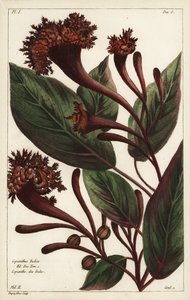Cornucopian-Strauch, Copianthus indica, Hil