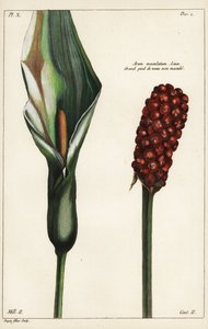 Gefleckter Aronstab, Blume und Frucht, Arum maculatum, Linn von the Younger Dupin