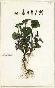 Duftveilchen, Viola odorata, Linn von the Younger Dupin