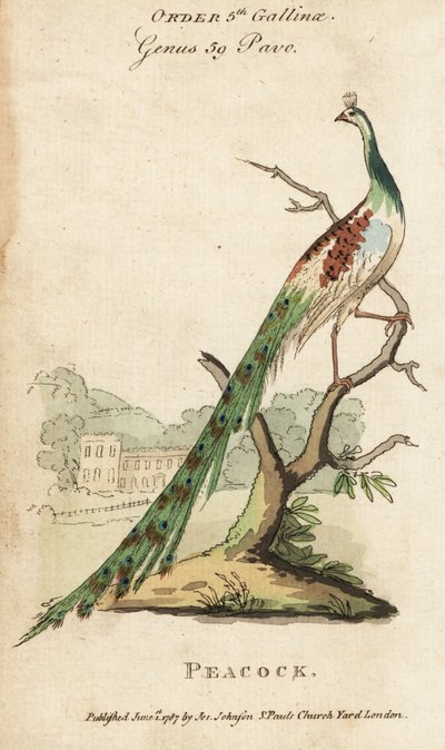 Indischer Pfau, Pavo cristatus von (after) English School