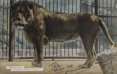 Afrikanischer Löwe, Londoner Zoologische Gärten von (after) English photographer
