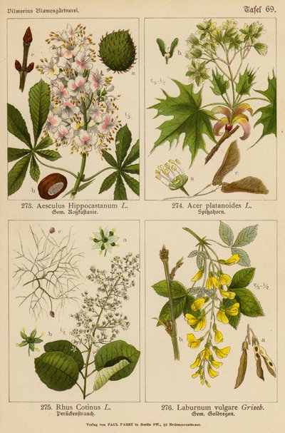 Aesculus Hippocastanum, Acer Platanoides, Rhus Cotinus, Laburnum Vulgare (Farblithografie) von (after) German School