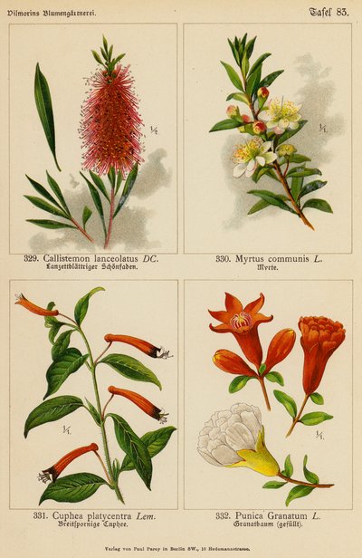Callistemon Lanceolatus, Myrtus Communis, Cuphea Platycentra, Punica Granatum von (after) German School