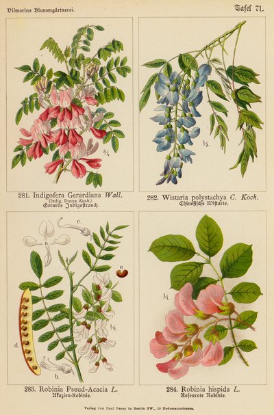 Indigofera Gerardiana, Wistaria Polystachya, Robinia Pseud-Acacia, Robinia Hispida von (after) German School