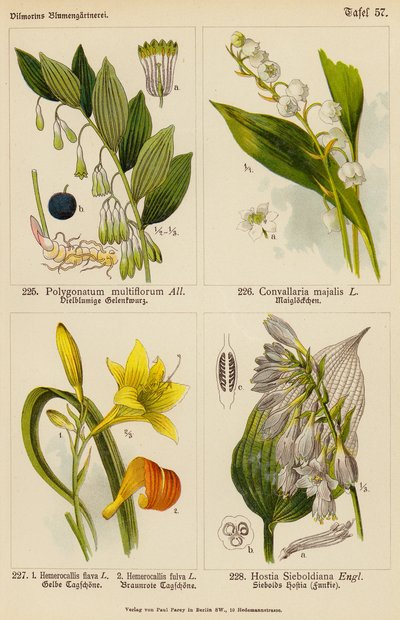 Polygonatum Multiflorum, Convallaria Majalis, Hemerocallis Flava, Hemerocallis Fulva, Hostia Sieboldiana von (after) German School