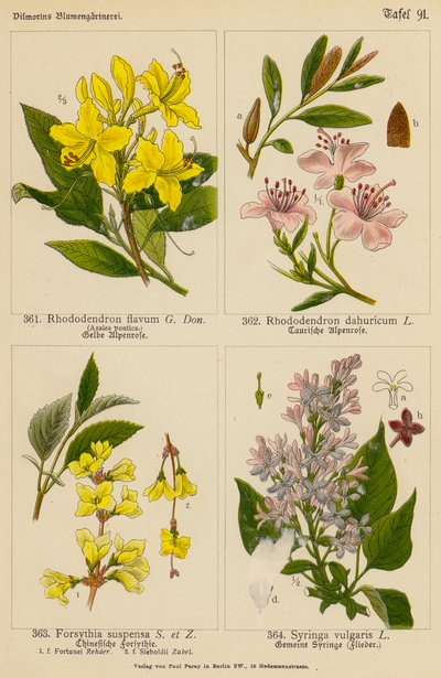 Rhododendron Flavum, Rhododendron Dahuricum, Forsythia Suspensa, Syringa Vulgaris (Farblithografie) von (after) German School