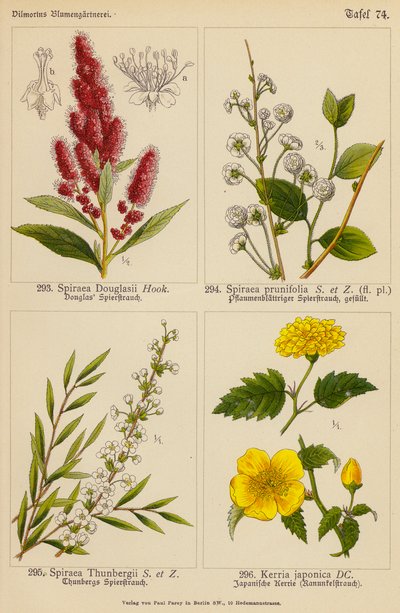 Spiraea Douglasii, Spiraea Prunifolia, Spiraea Thunbergii, Kerria Japonica von (after) German School