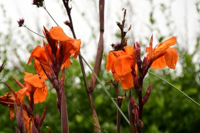 Gefangene Rosen vor weichem natürlichem und künstlerischem Hintergrund von Albert Mansour