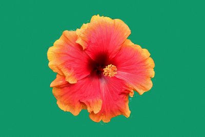 Florale Kunst von Albert Mansour