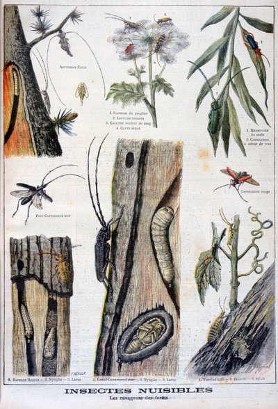 Schädliche Insekten, die Wälder zerstören, 1897 von A Clement
