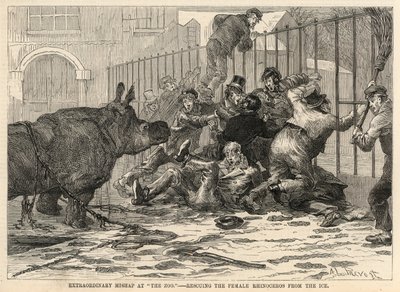 Rettung des weiblichen Nashorns aus dem Eis von Abbé Prévost